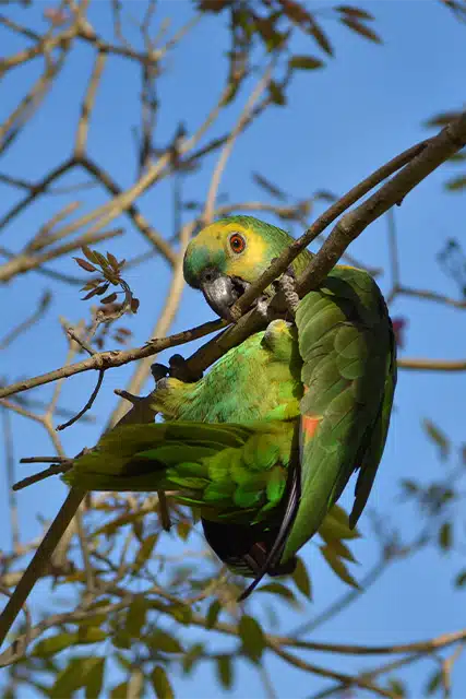 amazona-de-frente-turquesa-amazona-aestiva-em-estado-selvagem