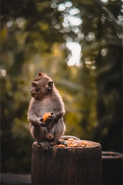 macaco-fofo-comendo-uma-fruta (2)